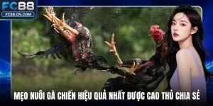 Mẹo Nuôi Gà Chiến Hiệu Quả Nhất Được Cao Thủ Chia Sẻ