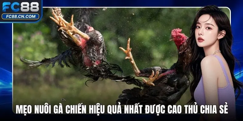 Mẹo Nuôi Gà Chiến Hiệu Quả Nhất Được Cao Thủ Chia Sẻ